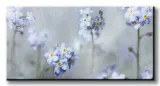forget-me-nots-obraz-na-plotnie-100x50-cm-stan-nowy