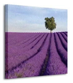 francja-samotne-drzewo-obraz-na-plotnie-40x40-cm