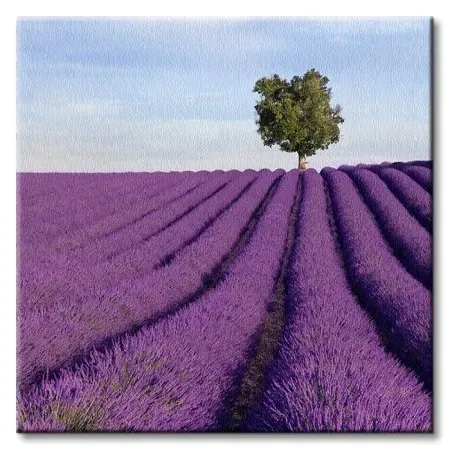 francja-samotne-drzewo-obraz-na-plotnie-40x40-cm