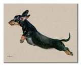 freddy-obraz-na-plotnie-50x40-cm-stan-nowy