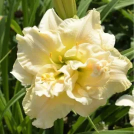 hemerocallis-schnickel-fritz-liliowiec-kwiat-pelny-bialy-bylina-sadzonka