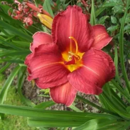 hemerocallis-rediculous-liliowiec-kwiat-intensywnie-jasno-pomaranczowy-sa