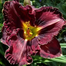 hemerocallis-purplelicious-liliowiec-kwiat-ciemno-purpurowy-zolty-srodek