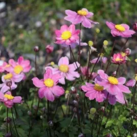 anemone-hybrida-garden-breeze-whirlwind-pink-zawilec-mieszancowy-lisc-ci