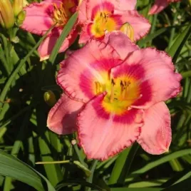 hemerocallis-dress-pink-liliowiec-kwiat-jasno-rozowy-z-ciemno-rozowym-sro