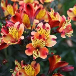 alstroemeria-indian-summer-tesronto-pbr-alstremeria-kwiat-czerwono-pomara