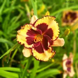 hemerocallis-tiger-blood-liliowiec-kwiat-zolty-z-bordowa-obwodka-i-srodki