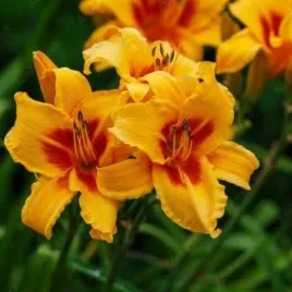 hemerocallis-bonanza-liliowiec-kwiat-zolty-z-bordowym-srodkiem-bylina-sad