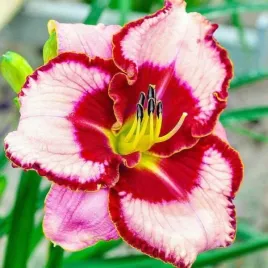 hemerocallis-lies-and-lipstick-liliowiec-kwiat-kremowy-z-czerwona-obwodka