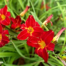 hemerocallis-jolly-hearts-liliowiec-kwiat-czerwono-wisniowy-z-zoltym-srod