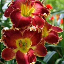 hemerocallis-naughty-red-liliowiec-kwiat-krwisto-czerwony-z-zoltym-srodki