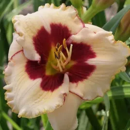 hemerocallis-longfields-nippon-liliowiec-kwiat-z-bordowym-srodkiem-bylina