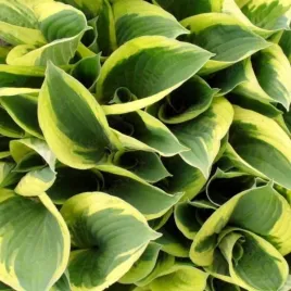 hosta-carnival-funkia-lisc-ciemno-zielony-z-jasno-zielonymi-brzegami-sadz