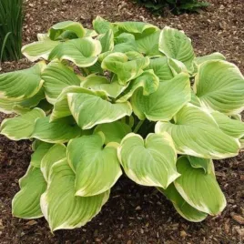 hosta-fragrant-bouquet-funkia-lisc-jasno-zielony-kwiat-kremowy-sadzonka-b