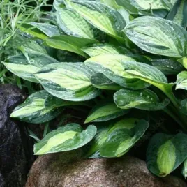 hosta-gypsy-rose-funkia-lisc-jasno-zielony-z-ciemnymi-brzegami-sadzonka-b