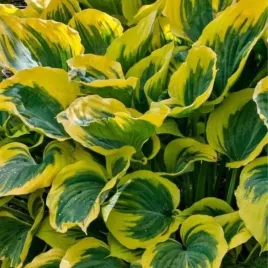 hosta-liberty-funkia-lisc-zielony-z-zoltymi-brzegami-sadzonka-bylina-c2