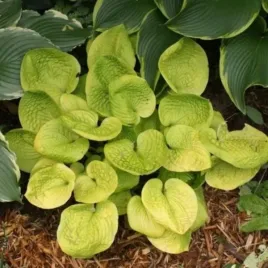 hosta-maui-buttercups-funkia-lisc-jasno-zielony-z-bialym-kwiatem-sadzonka