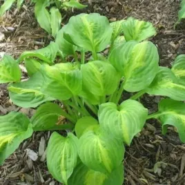 hosta-mango-tango-funkia-lisc-jasno-zielony-sadzonka-bylina-c2