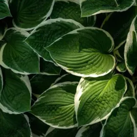 hosta-patriot-funkia-lisc-zielony-z-bialym-brzegiem-sadzonka-bylina-c2