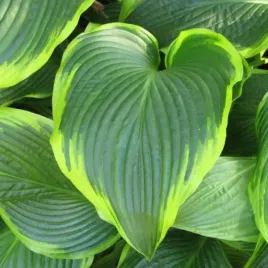 hosta-tokudama-flavocircinalis-funkia-lisc-zielony-z-jasno-zielonym-brzeg