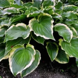 hosta-sugar-and-spice-funkia-lisc-zielony-z-kremowym-brzegiem-sadzonka-by