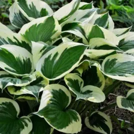 hosta-minuteman-funkia-lisc-zielono-niebieski-z-bialymi-brzegami-sadzonka