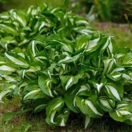 hosta-undulata-mediovariegata-funkia-lisc-pofalowany-ciemno-zielony-z-jas