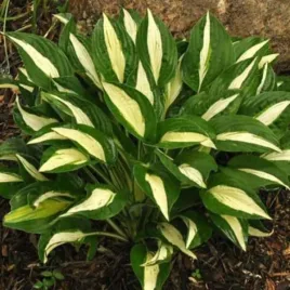 hosta-white-bikini-funkia-lisc-ciemno-zielony-z-jasno-zoltymi-paskami-byl