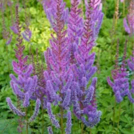 astilbe-chinensis-pumila-tawulka-chinska-kwiat-rozowy-kepa-bylina-c2