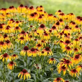 echinacea-parrot-jezowka-kwiat-zolty-z-brazowym-srodkiem-bylina-c2