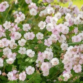 geranium-cantabrigiense-biokovo-bodziszek-kantabryjski-pol-zimozielony-a
