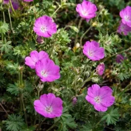 geranium-tiny-monster-bodziszek-kwiat-liliowo-fioletowy-bylina-c2