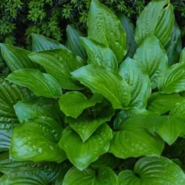 hosta-devon-green-funkia-lisc-ciemno-zielony-kwiat-lawendowy-bylina-c2