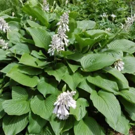 hosta-sieboldiana-funkia-lisc-niebiesko-srebrzysty-bylina-sadzonka-c2