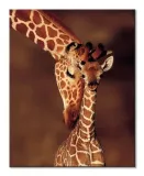 giraffe-obraz-na-plotnie-40x50-cm-stan-nowy