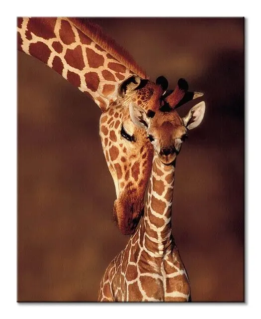 giraffe-obraz-na-plotnie-40x50-cm
