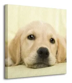 golden-retriever-puppy-obraz-na-plotnie-40x40-cm