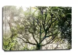 foggy-tree-obraz-na-plotnie-80x60-cm