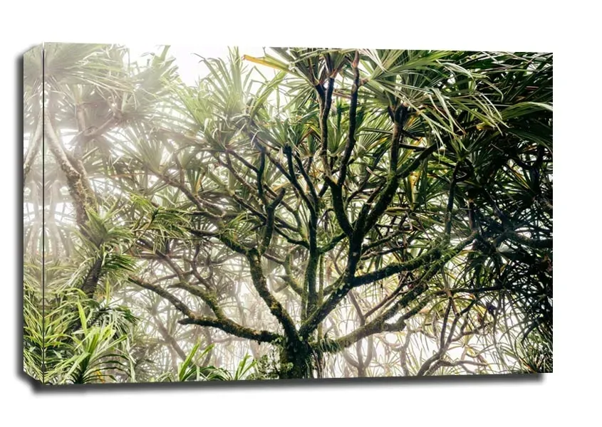 foggy-tree-obraz-na-plotnie-80x60-cm