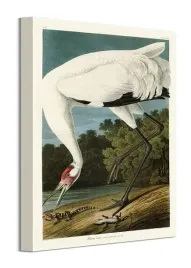 hooping-crane-obraz-na-plotnie-30x40-cm