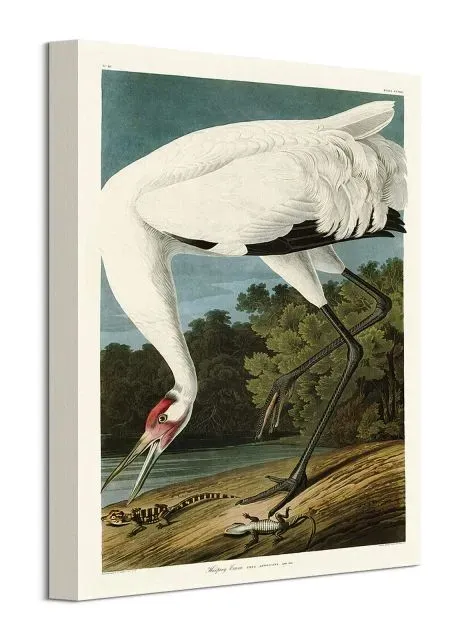 hooping-crane-obraz-na-plotnie-30x40-cm