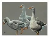 having-a-gander-obraz-na-plotnie-40x30-cm-stan-nowy