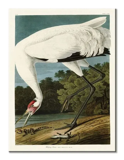 hooping-crane-obraz-na-plotnie-60x80-cm