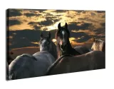 konie-obraz-na-plotnie-100x70-cm