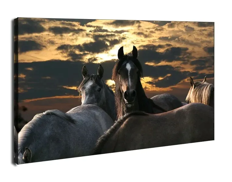 konie-obraz-na-plotnie-100x70-cm-stan-nowy