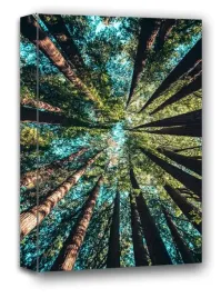 korony-drzew-obraz-na-plotnie-40x60-cm