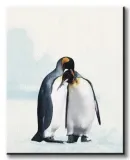 king-penguin-pingwiny-obraz-na-plotnie-40x50-cm-stan-nowy