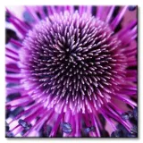 kwiat-obraz-na-plotnie-40x40-cm-stan-nowy