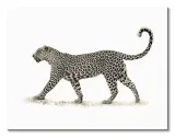 lampart-obraz-na-plotnie-80x60-cm-stan-nowy