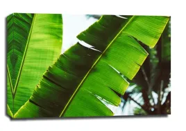 leaf-obraz-na-plotnie-100x70-cm